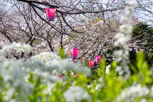 荒子川公園、桜、3月の春の花、名古屋市港区の観光・撮影スポットの画像と写真