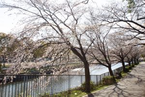 荒子川公園、桜、3月の春の花、名古屋市港区の観光・撮影スポットの画像と写真