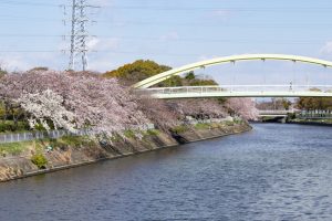 荒子川公園、桜、3月の春の花、名古屋市港区の観光・撮影スポットの画像と写真
