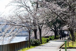 荒子川公園、桜、3月の春の花、名古屋市港区の観光・撮影スポットの画像と写真