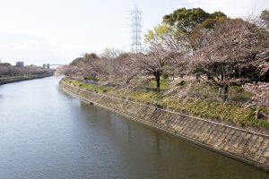 荒子川公園、桜、3月の春の花、名古屋市港区の観光・撮影スポットの画像と写真