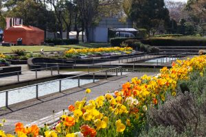 荒子川公園、3月の春の花、名古屋市港区の観光・撮影スポットの画像と写真