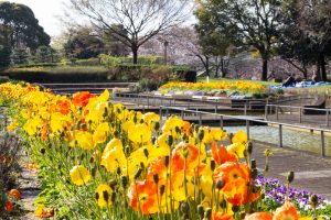 荒子川公園、3月の春の花、名古屋市港区の観光・撮影スポットの画像と写真