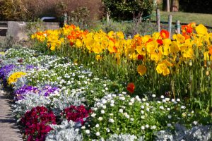 荒子川公園、3月の春の花、名古屋市港区の観光・撮影スポットの画像と写真