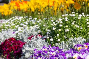 荒子川公園、3月の春の花、名古屋市港区の観光・撮影スポットの画像と写真