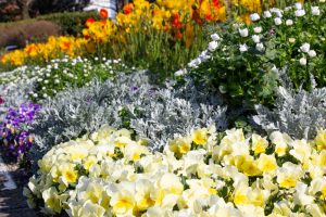 荒子川公園、3月の春の花、名古屋市港区の観光・撮影スポットの画像と写真