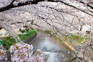 岩倉桜まつり、五条川、3月の春の花、愛知県岩倉市の観光・撮影スポットの画像と写真