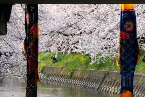 岩倉桜まつり、こいのぼり、五条川、3月の春の花、愛知県岩倉市の観光・撮影スポットの画像と写真