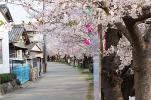 岩倉桜まつり、五条川、3月の春の花、愛知県岩倉市の観光・撮影スポットの画像と写真