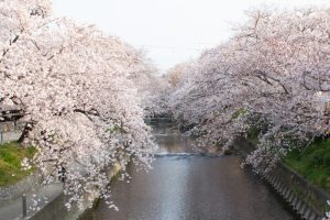 岩倉桜まつり、五条川、3月の春の花、愛知県岩倉市の観光・撮影ス岩倉桜まつり、五条川、3月の春の花、愛知県岩倉市の観光・撮影スポットの画像と写真