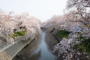 岩倉桜まつり、五条川、3月の春の花、愛知県岩倉市の観光・撮影スポットの画像と写真