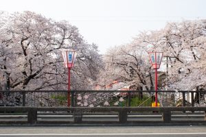 岩倉桜まつり、五条川、3月の春の花、愛知県岩倉市の観光・撮影スポットの画像と写真