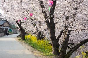 岩倉桜まつり、菜の花、五条川、3月の春の花、愛知県岩倉市の観光・撮影スポットの画像と写真