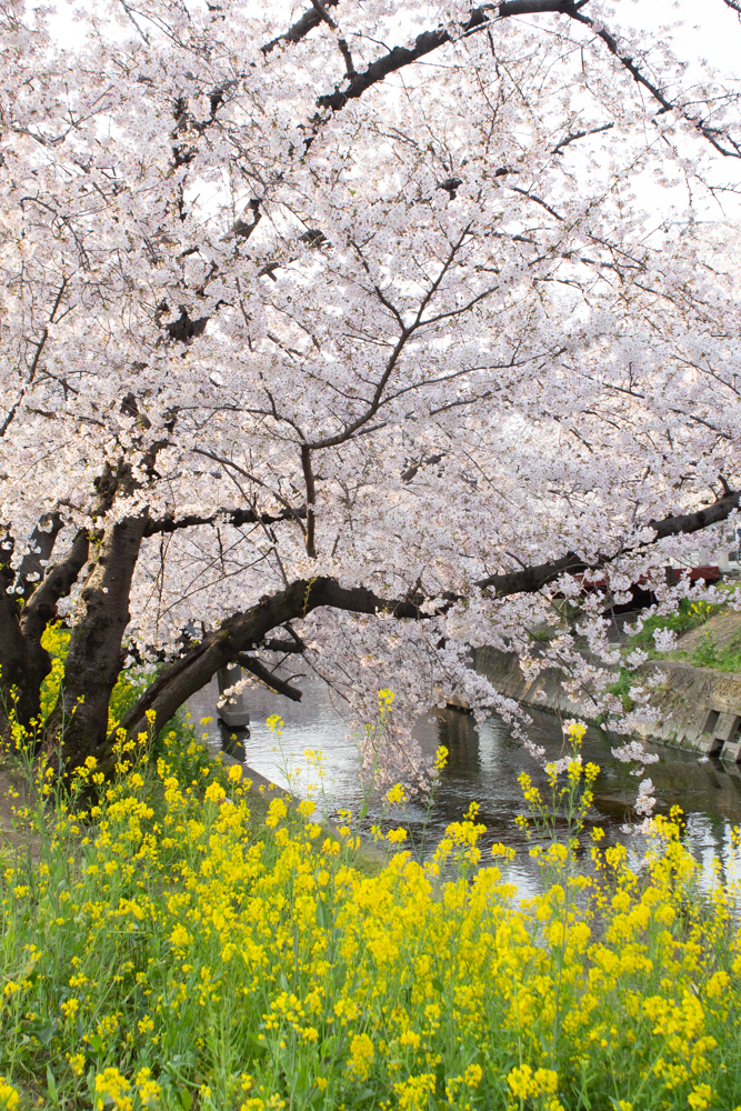 岩倉桜まつり、菜の花、五条川、3月の春の花、愛知県岩倉市の観光・撮影スポットの画像と写真