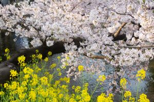 岩倉桜まつり、菜の花、五条川、3月の春の花、愛知県岩倉市の観光・撮影スポットの画像と写真