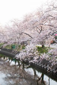 岩倉桜まつり、五条川、3月の春の花、愛知県岩倉市の観光・撮影スポットの画像と写真