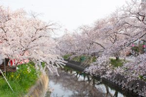 岩倉桜まつり、五条川、3月の春の花、愛知県岩倉市の観光・撮影スポットの画像と写真