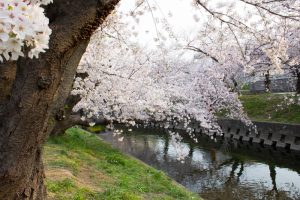 岩倉桜まつり、五条川、3月の春の花、愛知県岩倉市の観光・撮影スポットの画像と写真