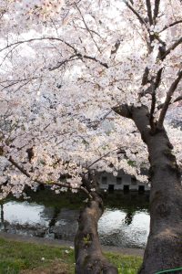 岩倉桜まつり、五条川、3月の春の花、愛知県岩倉市の観光・撮影スポットの画像と写真