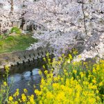 岩倉桜まつり、菜の花、五条川、3月の春の花、愛知県岩倉市の観光・撮影スポットの画像と写真