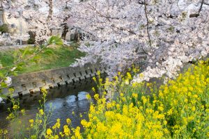 岩倉桜まつり、菜の花、五条川、3月の春の花、愛知県岩倉市の観光・撮影スポットの画像と写真