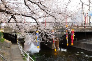 岩倉桜まつり、こいのぼり、五条川、3月の春の花、愛知県岩倉市の観光・撮影スポットの画像と写真
