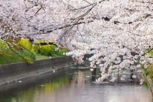 岩倉桜まつり、五条川、3月の春の花、愛知県岩倉市の観光・撮影スポットの画像と写真