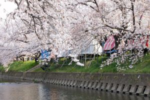 岩倉桜まつり、五条川、3月の春の花、愛知県岩倉市の観光・撮影スポットの画像と写真