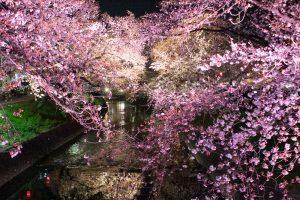 岩倉桜まつり、五条川、ライトアップ、3月の春の花、愛知県岩倉市の観光・撮影スポットの画像と写真