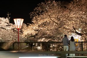 岩倉桜まつり、五条川、ライトアップ、3月の春の花、愛知県岩倉市の観光・撮影スポットの画像と写真岩倉桜まつり、五条川、ライトアップ、3月の春の花、愛知県岩倉市の観光・撮影スポットの画像と写真