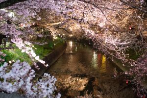 岩倉桜まつり、五条川、ライトアップ、3月の春の花、愛知県岩倉市の観光・撮影スポットの画像と写真