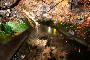 岩倉桜まつり、五条川、ライトアップ、3月の春の花、愛知県岩倉市の観光・撮影スポットの画像と写真