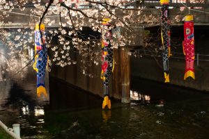岩倉桜まつり、五条川、ライトアップ、3月の春の花、愛知県岩倉市の観光・撮影スポットの画像と写真