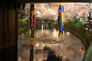 岩倉桜まつり、五条川、ライトアップ、3月の春の花、愛知県岩倉市の観光・撮影スポットの画像と写真