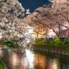 岩倉桜まつり、五条川、ライトアップ、3月の春の花、愛知県岩倉市の観光・撮影スポットの画像と写真