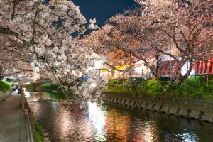 岩倉桜まつり、五条川、ライトアップ、3月の春の花、愛知県岩倉市の観光・撮影スポットの画像と写真