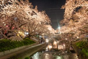 岩倉桜まつり、五条川、ライトアップ、3月の春の花、愛知県岩倉市の観光・撮影スポットの画像と写真