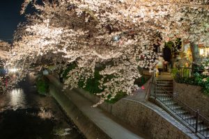 岩倉桜まつり、五条川、ライトアップ、3月の春の花、愛知県岩倉市の観光・撮影スポットの画像と写真