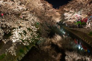 岩倉桜まつり、五条川、ライトアップ、3月の春の花、愛知県岩倉市の観光・撮影スポットの画像と写真