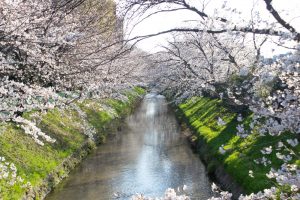 御用水跡街園、桜、3月の春の花、名古屋市北区の観光・撮影スポットの名所