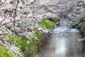御用水跡街園、桜、3月の春の花、名古屋市北区の観光・撮影スポットの名所