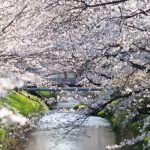 御用水跡街園、桜、3月の春の花、名古屋市北区の観光・撮影スポットの名所