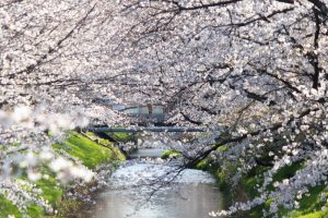 御用水跡街園、桜、3月の春の花、名古屋市北区の観光・撮影スポットの名所