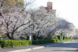 御用水跡街園、桜、3月の春の花、名古屋市北区の観光・撮影スポットの名所