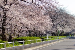 御用水跡街園、桜、3月の春の花、名古屋市北区の観光・撮影スポットの名所