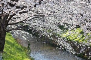 御用水跡街園、桜、3月の春の花、名古屋市北区の観光・撮影スポットの名所