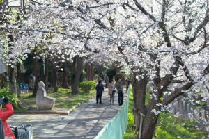 御用水跡街園、桜、3月の春の花、名古屋市北区の観光・撮影スポットの名所