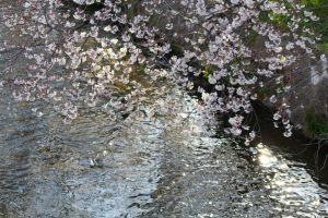 御用水跡街園、桜、3月の春の花、名古屋市北区の観光・撮影スポットの名所