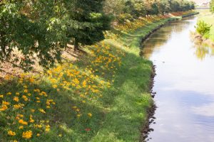 稗田川、彼岸花、9月の秋の花、愛知県高浜市の観光・撮影スポットの画像と写真