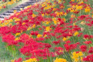 稗田川、彼岸花、9月の秋の花、愛知県高浜市の観光・撮影スポットの画像と写真